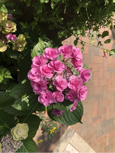 plant,식물,flower,blossom,꽃,식물,자연,plants,nature,꽃,flower