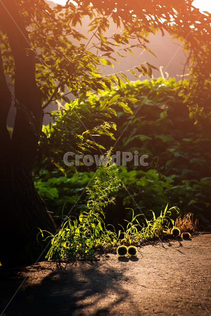 plant,식물,가을,밤송이,시골길,가을,계절,fall,autumn,season,나무,trees,wood,과일,열매,fruit