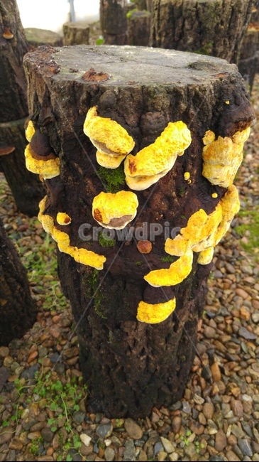 상황버섯,버섯,재배,클로우즈업,자연,음식,버섯,mushroom