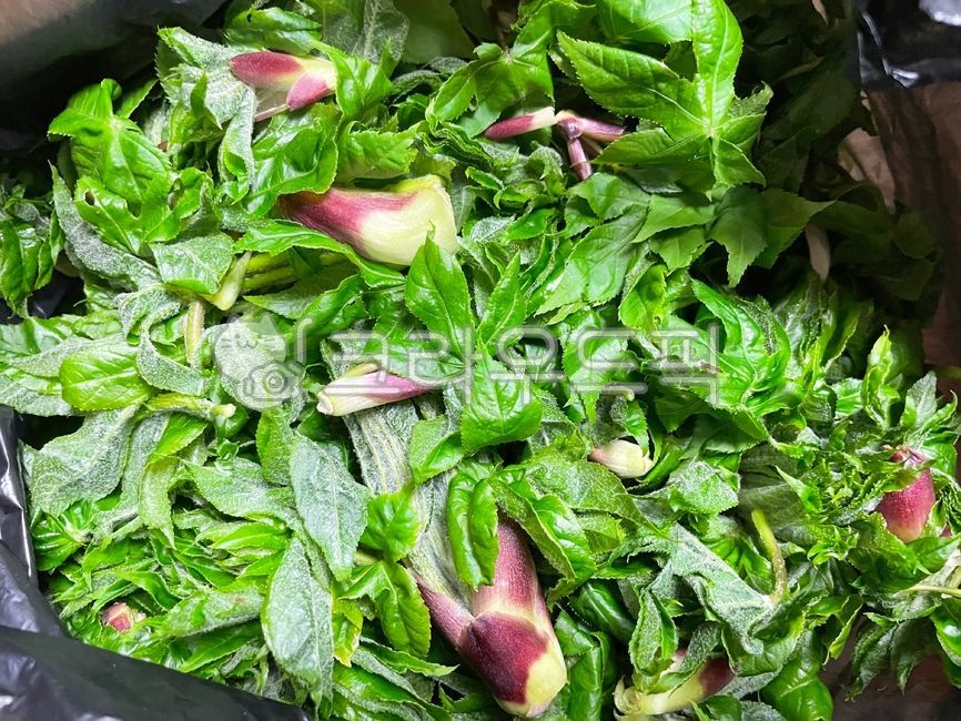 엄나무순,봄나물,나물,엄나무,음식,식재료,재료,food