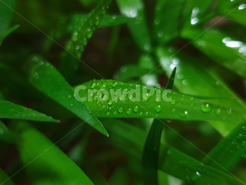 leaf,잎,plant,식물,droplet,작은물방울,green,초록