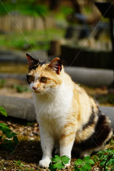 고양이,길고양이,동물,포유류,cat,animal,야옹,냐옹,야옹이,냐옹이,삼색고양이,4월,봄,april,spring,풍경,landscape,alleycat,짐승,식물,꽃밭,화단,동물,animal,포유류,mammal,고양이,cat,kitten,kitty