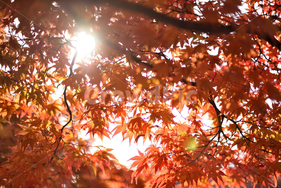 단풍,단풍잎,식물,단풍나무,가을,붉은,가을,계절,fall,autumn,season
