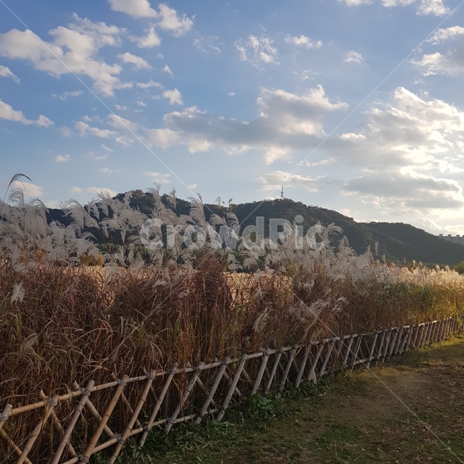 노을,갈대숲,갈대,구름,나무,가을,계절,fall,autumn,season,자연,풍경,nature,landscape,handrail,난간,banister,railing,outdoors,옥외