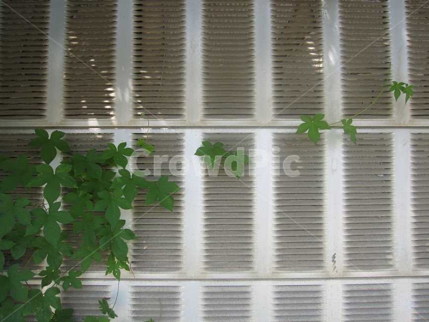 담벼락,담,벽,담쟁이,덩굴,식물,잎사귀,leaf,ivy,잎,담쟁이덩굴,자연,회색,초록,식물,자연,plants,nature,건축물,건물외관,exterior,building,structure,architecture,construction