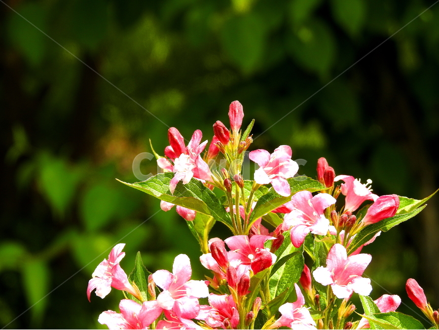 꽃,식물,봄,계절,풍경,봄,계절,spring,season,식물,자연,plants,nature,꽃,flower,plant,blossom