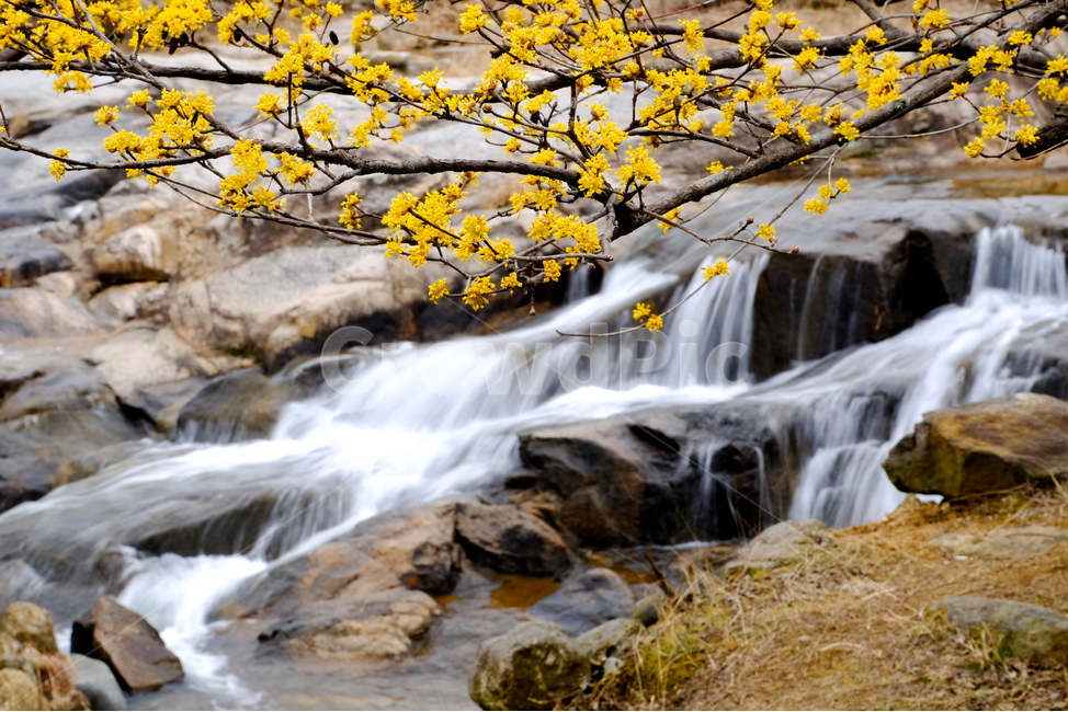 산수유,산수유꽃,풍경,봄,자연,계절,spring,season,식물,나무,물