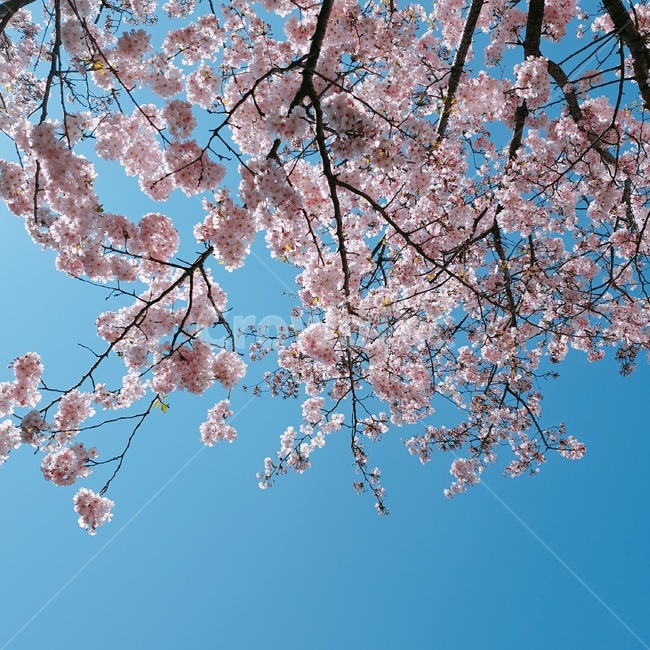 꽃,벚꽃,풍경,하늘,flower