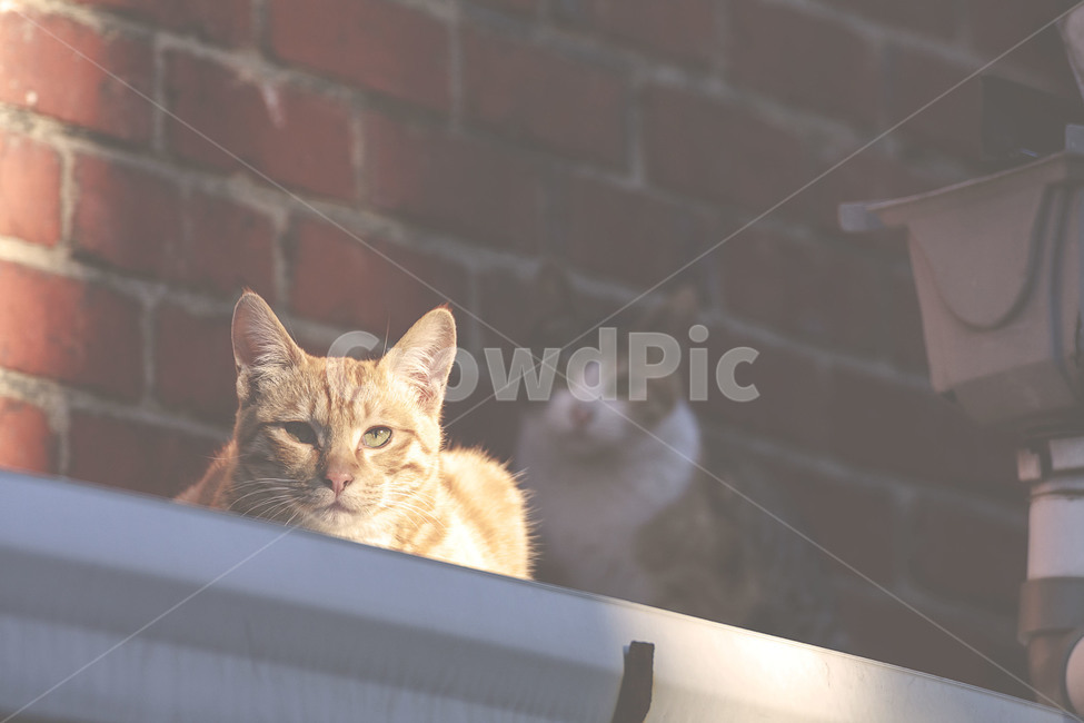 동물,animal,고양이,cat,길고양이,streetcat,길냥이,아기고양이,동물,animal,포유류,mammal,고양이,cat,kitten,kitty