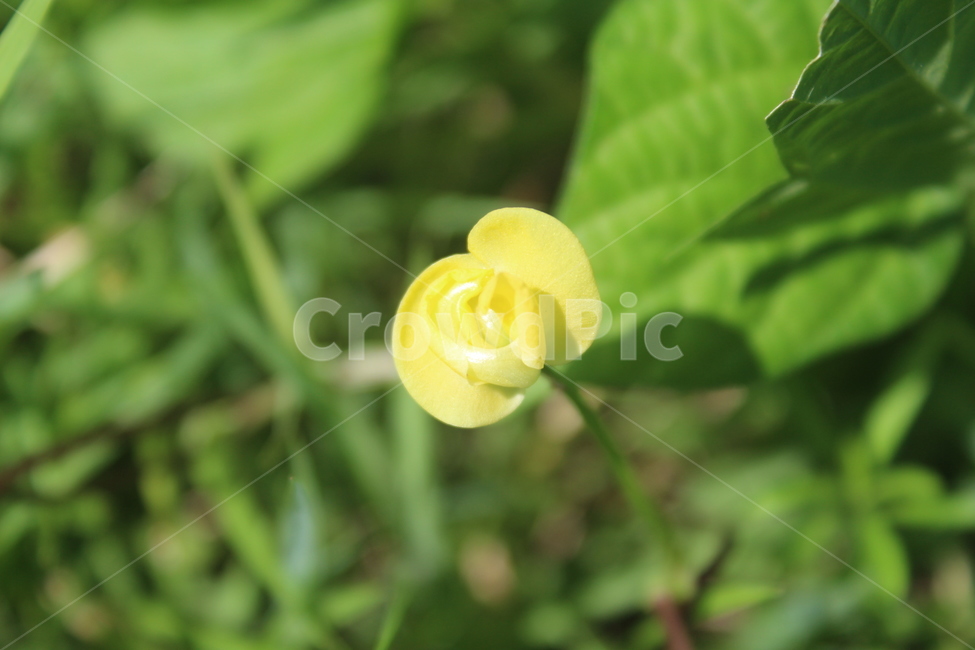 노란색,노란꽃,flower,yellow,야생화