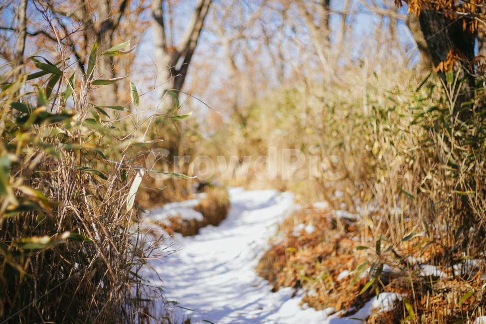겨울,겨울산,눈덮힌산길,산길,산죽,겨울,계절,winter,season,식물,자연,plants,nature