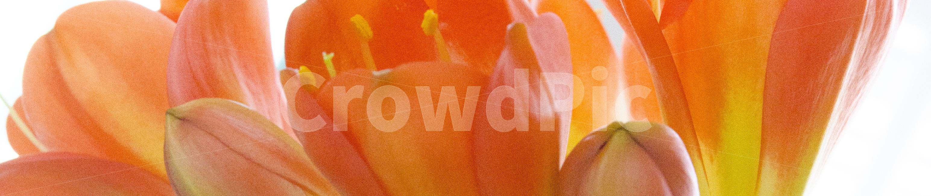 plant,식물,blossom,flower,꽃,kaffirlily,군자란,난,주황색,뷰티풀,아름다움,향기로움,식물,자연,plants,nature,꽃,flower