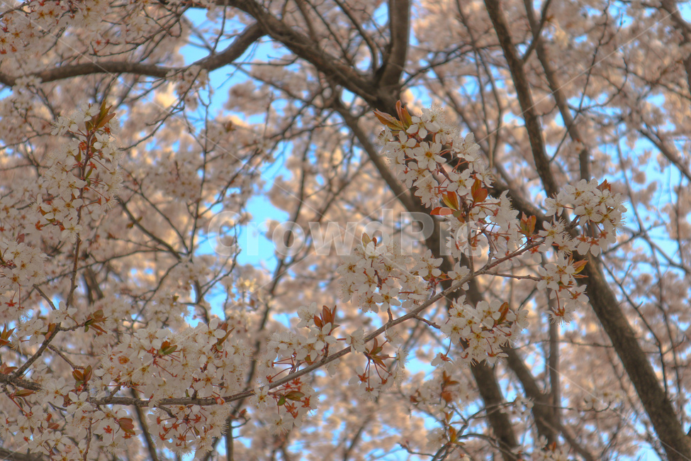 봄,spring,벚꽃,cherryblossom,분홍,분홍색,pink,식물,plant,꽃,blossom,flower