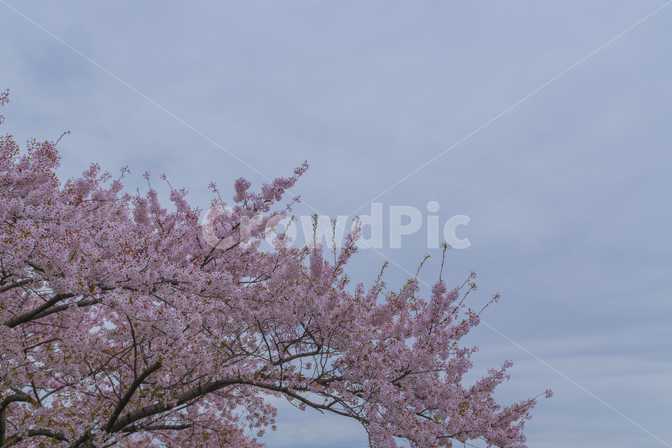 봄,벚꽃,꽃,분홍,핑크,나무,봄,계절,spring,season,식물,자연,plants,nature,꽃,flower,plant,blossom,cherry blossom