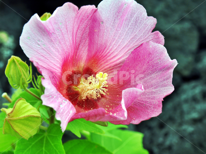 무궁화,식물,꽃,아욱과,낙엽관목,나라꽃,식물,자연,plants,nature,꽃,flower