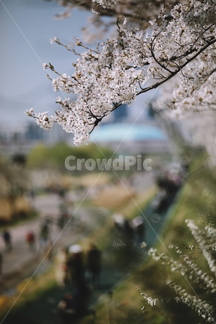벚꽃,벚나무,cherryblossoms,flower,pink,tree,봄꽃