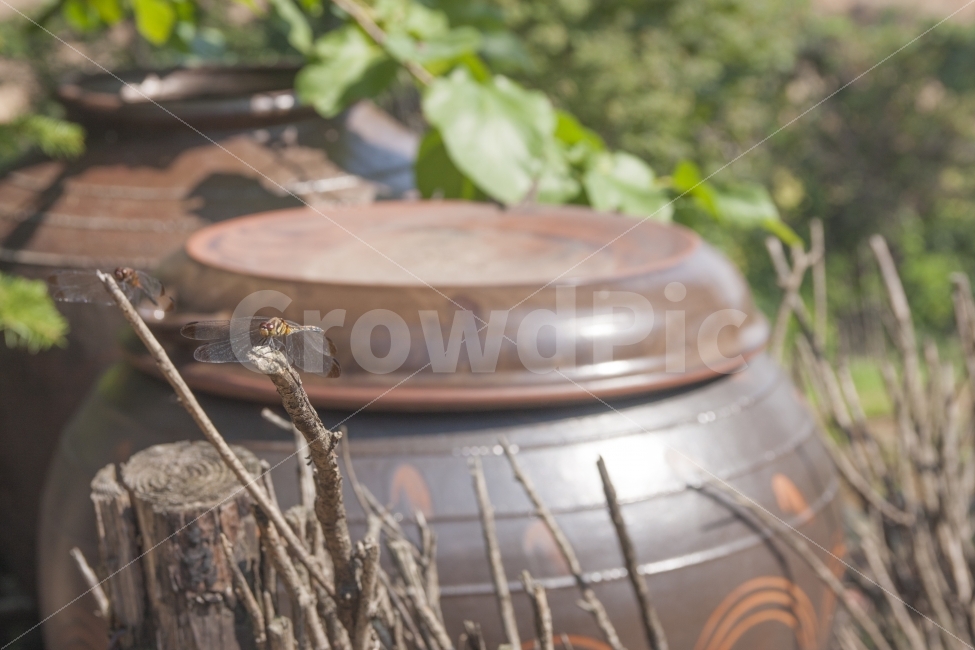 잠자리,항아리,풍속,날개,가을,wing,pot,jar,crock,custom,fall,한국전통,한국문화,korean traditional,korean culture,동물,animal,곤충,벌레,insect,bug