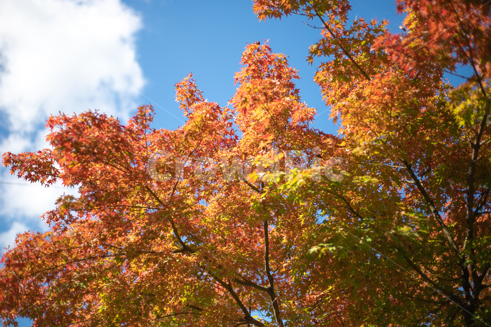 단풍,식물,나무,가을,하늘,구름,maple,tree,plant,fall,sky