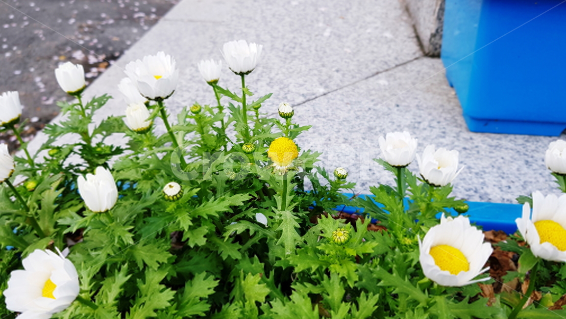 꽃,컬러풀,화단,원예,식물