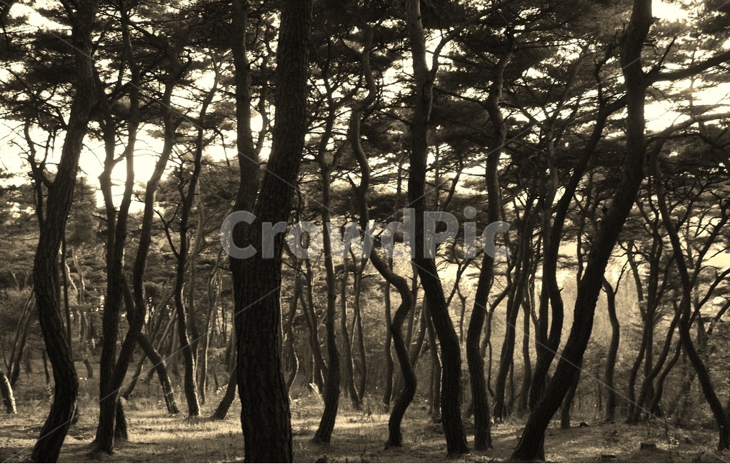 송,소나무,자연,힐링,겨울소나무,식물,자연,plants,nature,나무,trees,wood,흑백,모노톤,monochrome,black and white