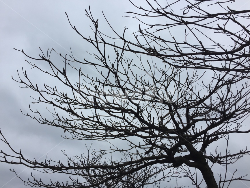 나무,비오기전,흐린날의나무,tree,나뭇가지