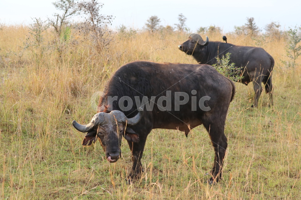 아프리카,사파리,자연,물소,버팔로,safari,africa,동물,animal,포유류,mammal