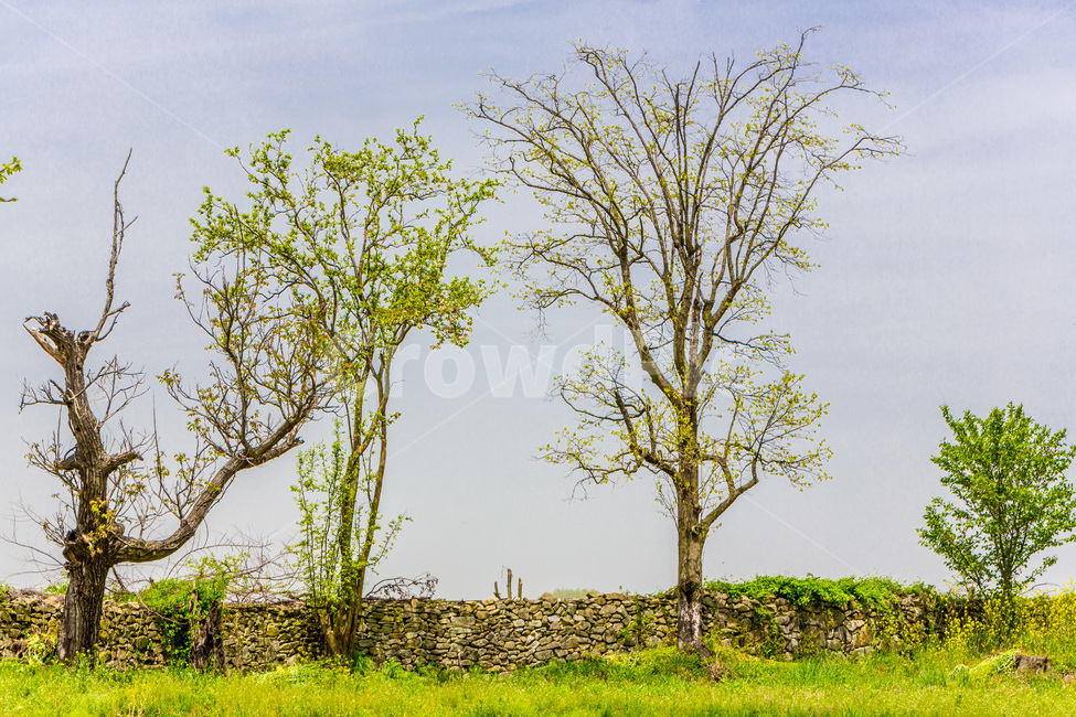 돌담,풍경,가을,감성,무늬,자연,풍경,nature,landscape,한국자연풍경,한국자연경관,korea nature landscape,식물,plants,나무,trees,wood,tree,plant,grassland,목초지,field,들,outdoors,옥외,tree trunk,나무 줄기