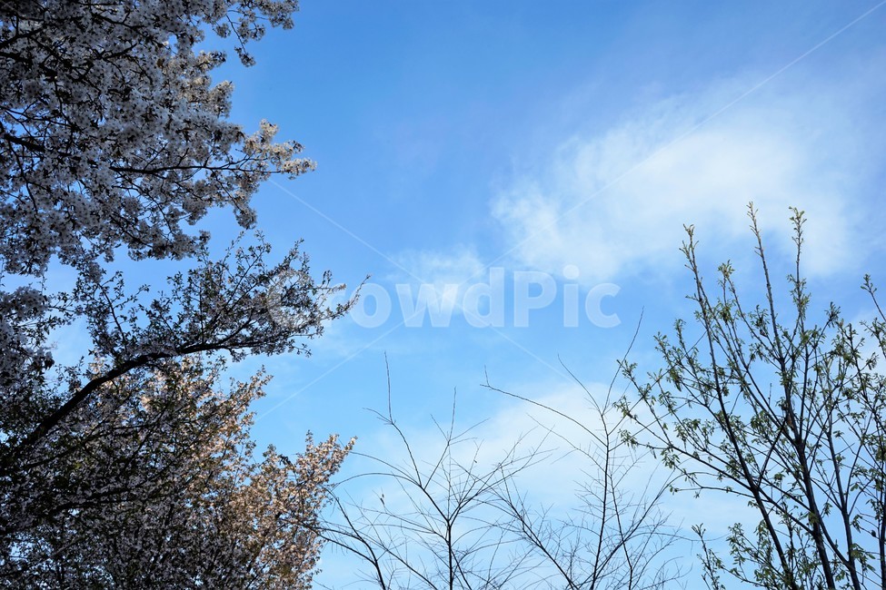 벚꽃,봄,벚나무,자연,하늘,꽃,cherrytree,blossom,spring,봄계절,감성,봄벚꽃,봄,계절,spring,season,자연,풍경,nature,landscape,tree,나무,plant,식물,outdoors,옥외