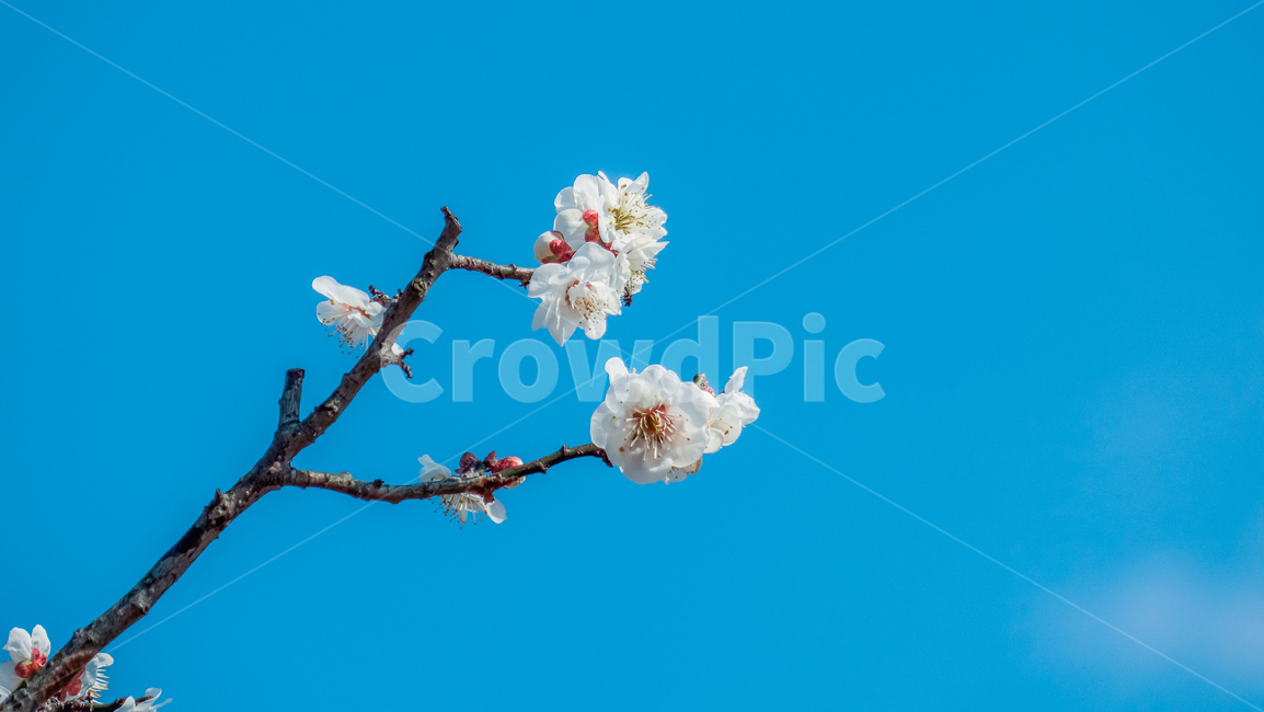 plant,식물,매화,매화꽃,꽃,꽃나무,매화나무,매화꽃나무,빛,봄,봄꽃,봄풍경,봄나무,매화축제,flower,blossom,nature,light,spring,식물,자연,plants,nature,꽃,flower