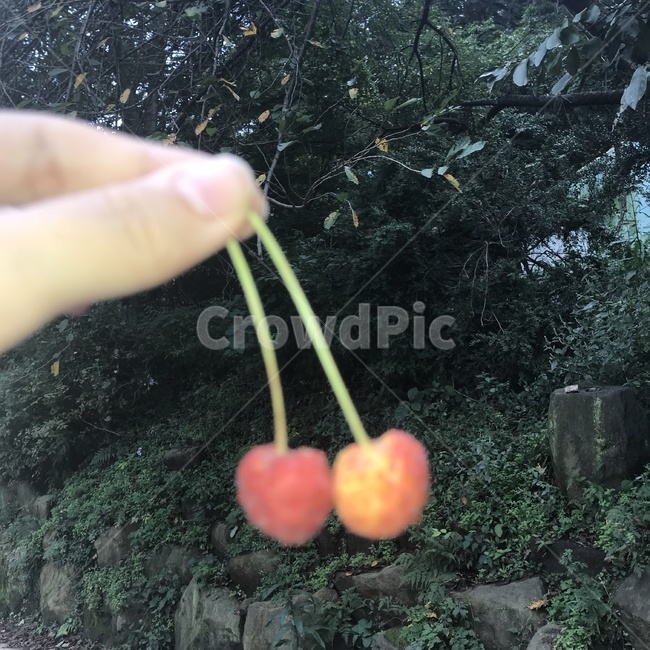 체리,fruit,과일,식물,food,과일,열매,fruit