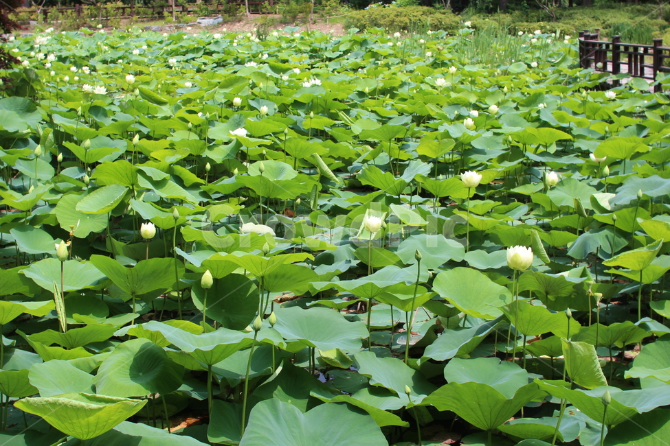 연꽃,자연,식물,plant,연못