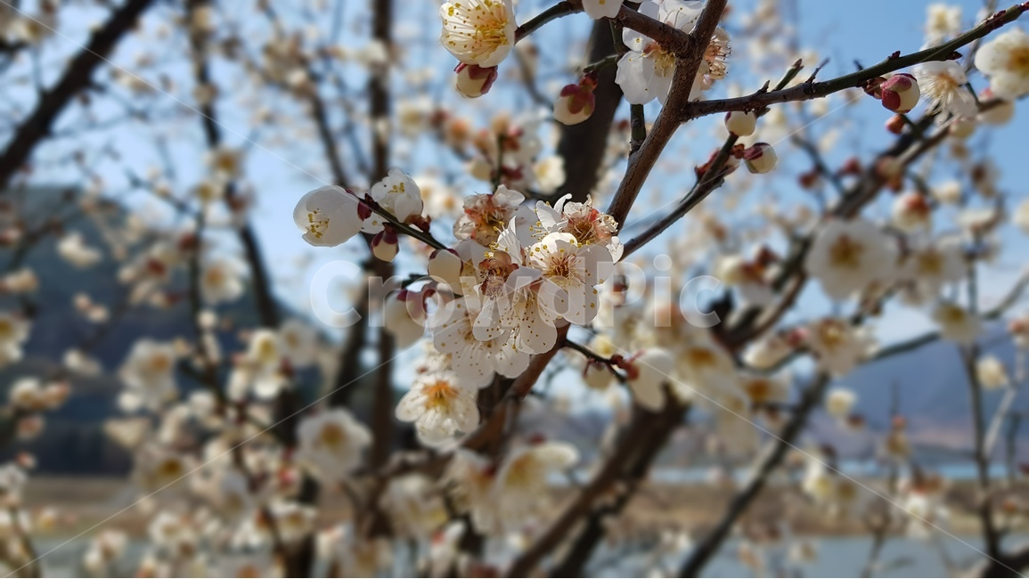 매화,둘레길,봄,강,봄날씨,봄,계절,spring,season,식물,자연,plants,nature,꽃,flower,plant,blossom