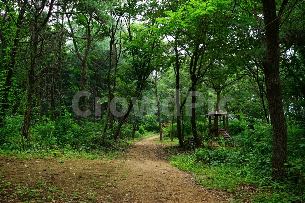 나무,공원,산책로,숲,산,식물,자연,풍경,nature,tree,forest,원두막,여름,summer,녹색,그린,green,color,landscape,계절,season,숲속,산림,삼림,맑은공기,자연,풍경,nature,landscape,ground,바닥,path,통로