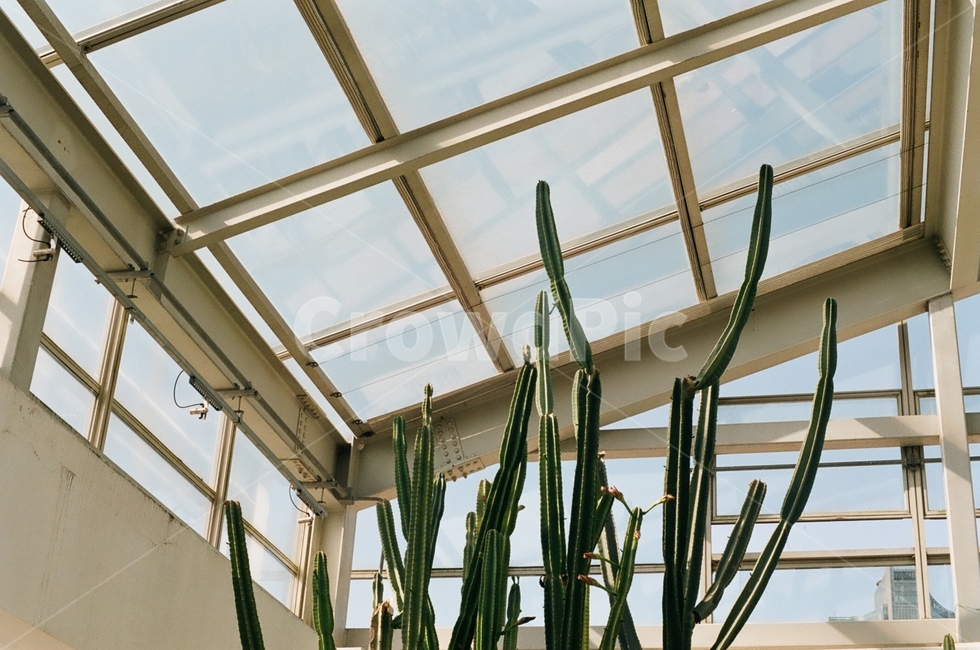 식물원,선인장,유리창,유리천장,cactus,식물,자연,plants,nature,실내용화초,화분,화초,house plant