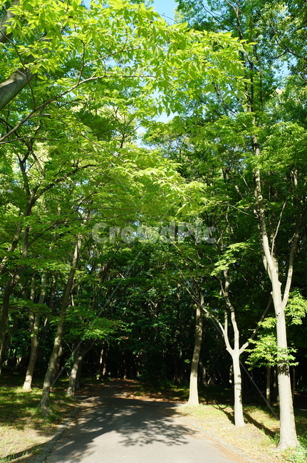 숲,나무,자연,산책,여름숲,식물,plant,tree,nature,자연,풍경,nature,landscape,tree trunk,나무 줄기