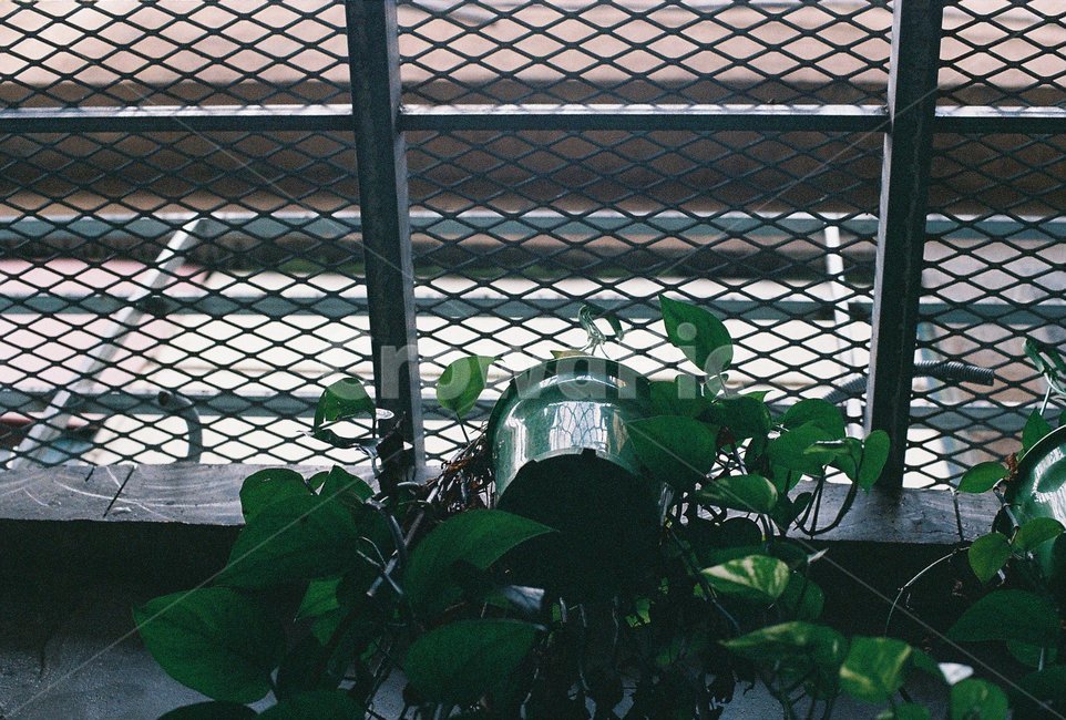 plant,green,leaf,식물,초록,식물,자연,plants,nature