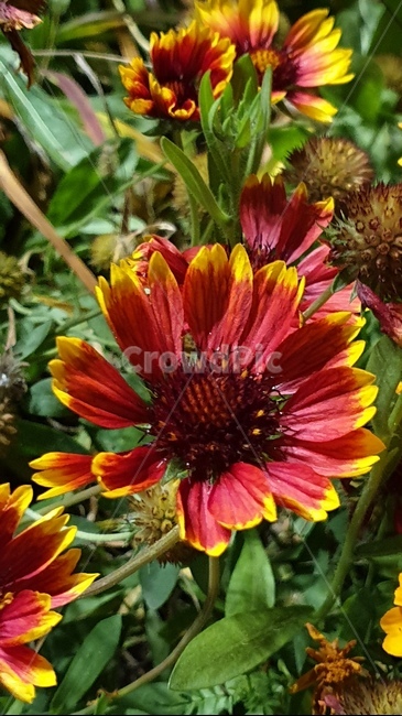 가을,가을꽃,꽃,둥근꽃,천인국,식물,자연,plants,nature,꽃,flower