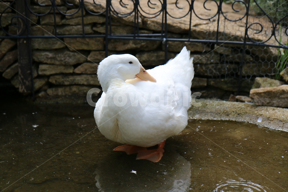 bird,새,animal,동물,오리,하얀,하얀색,귀여운,털,고르는,깃털