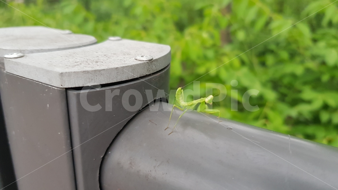 사마귀,자연,곤충,초록,녹색,공원,잔듸,동물,animal,곤충,벌레,insect,bug