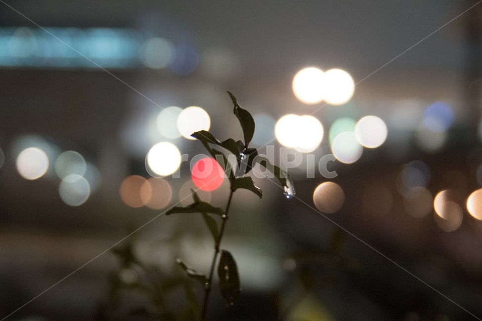 밤,보케,비,비내린날,풀잎,감성,감성사진,야경,밤,풍경,nightscape,night,landscape,식물,자연,plants,nature,감성,sensible,feeling,비,비오는날,rain,rainy,light,빛,flare,플레어