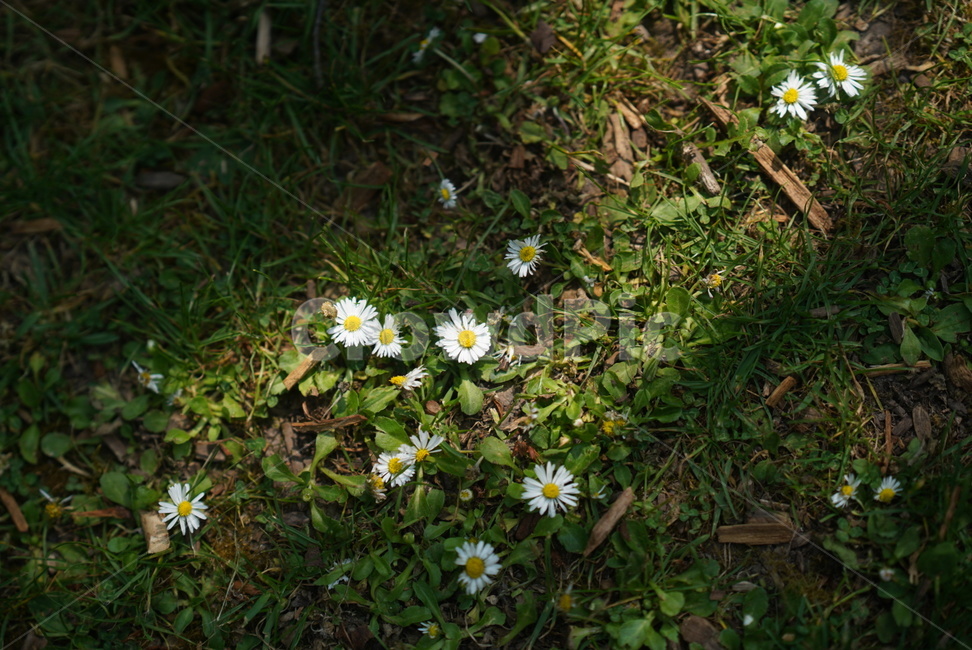 데이지,daisy,꽃,식물,봄꽃