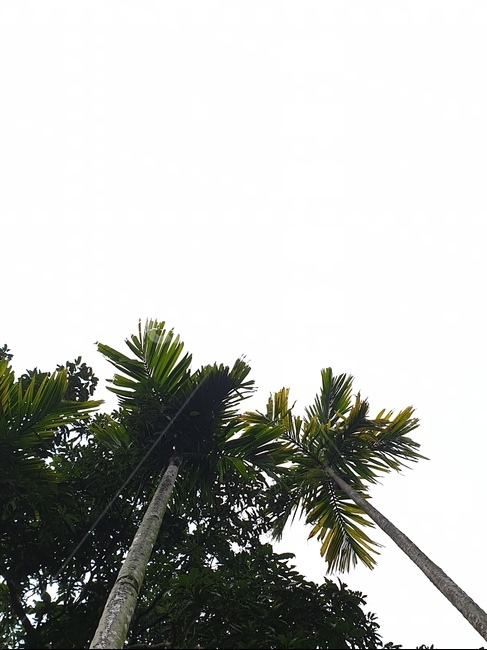 tree,나무,plant,식물,야자나무,베트남,아시아,동남아