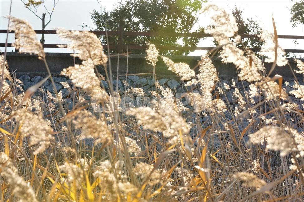 가을,갈대,풍경,자연,식물,plant,nature,autumn,빛,light,가을,계절,fall,autumn,season