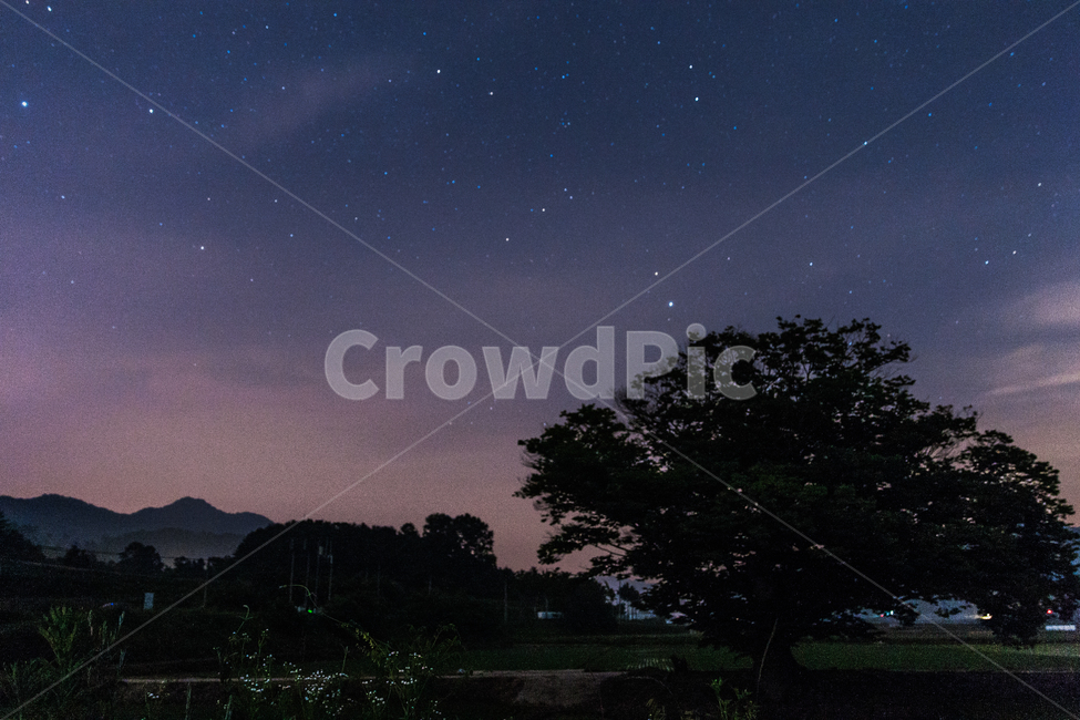 느티나무,야경,밤하늘,sky,하늘,자연,풍경,nature,landscape,한국자연풍경,한국자연경관,korea nature landscape,야경,밤,nightscape,night,실루엣,그림자,silhouette,shadow,outdoors,옥외