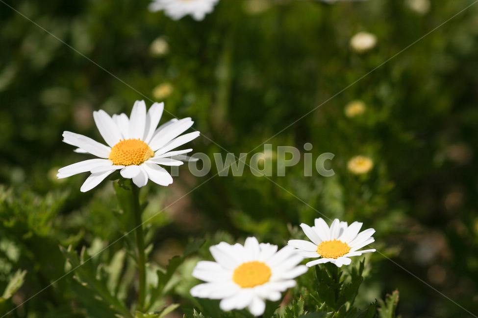 봄,꽃,자연,작은꽃,봄분위기,하얀꽃,flower,spring,nature,접사촬영,접사,식물,자연,plants,nature,꽃,flower