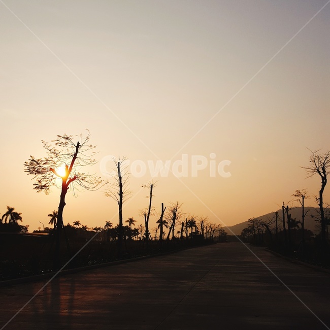 길,load,나무,노을,tree