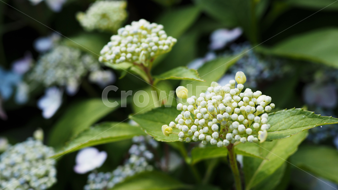 야생화,꽃,green,wildflower,flowers,공원