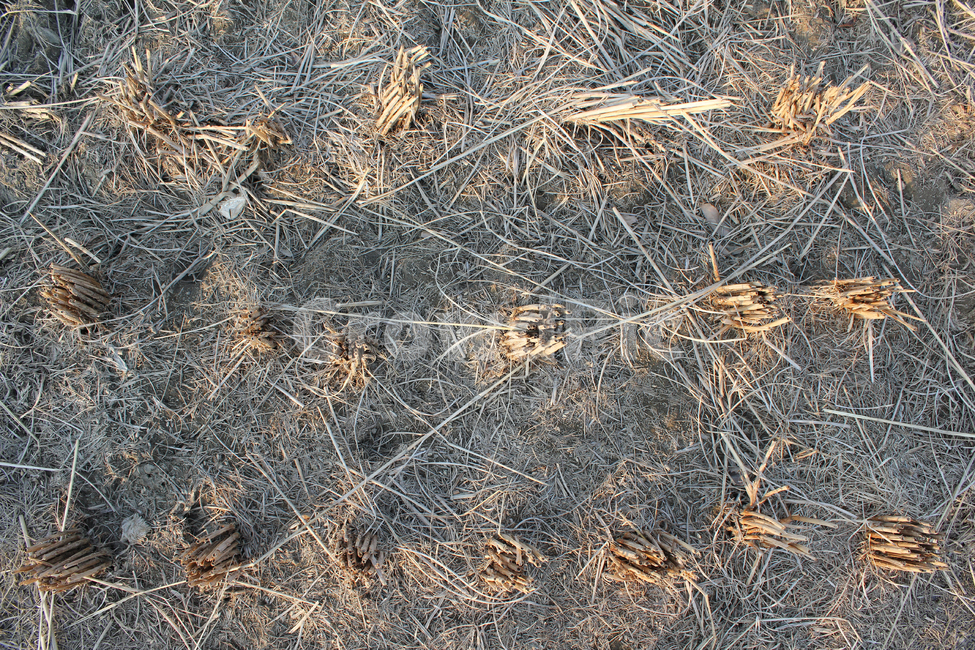 brown,closeup,cut,farm,filed,guizhou,harvest,land,natural,nature,paddy,pattern,plant,plantation,rice,stalk,texture,weed,winter,갈색,브라운,클로즈업,자른,잘린,땅,자연,식물,논,논농사,겨울,논경지,탑앵글,탑뷰,벼베기,산업,industry,industrial,농업,농사,agriculture,farming,farming industry