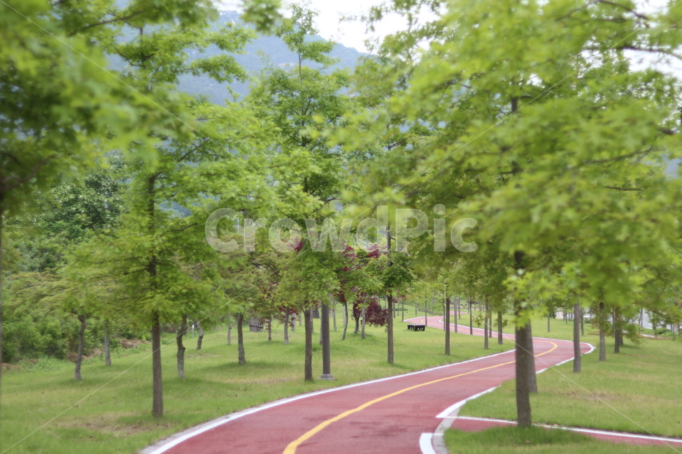 플라타너스,연두,가로수,봄,흐림,자연,풍경,nature,landscape,한국자연풍경,한국자연경관,korea nature landscape,road,도로,plant,식물,tree,나무,vegetation,초목