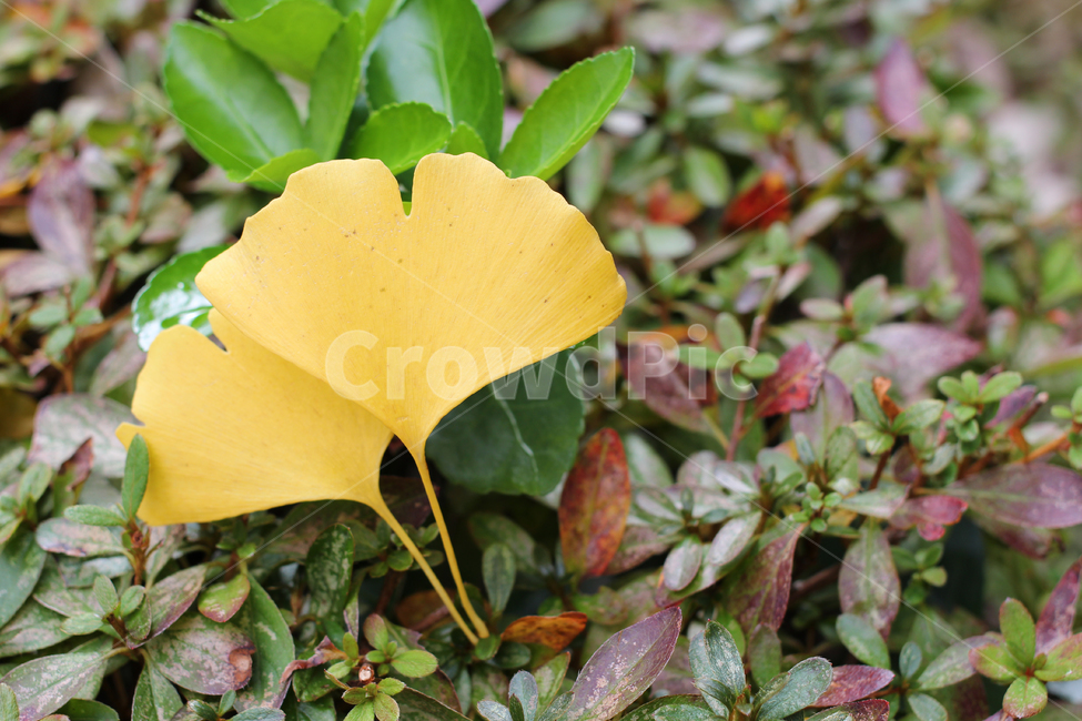 은행잎,단풍,은행나무,가을,나뭇잎,가을,계절,fall,autumn,season,leaf,잎,plant,식물